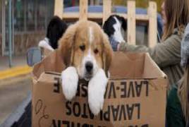 a dogs purpose torrent a dogs purpose torrent