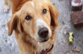 A Dogs Purpose 2017